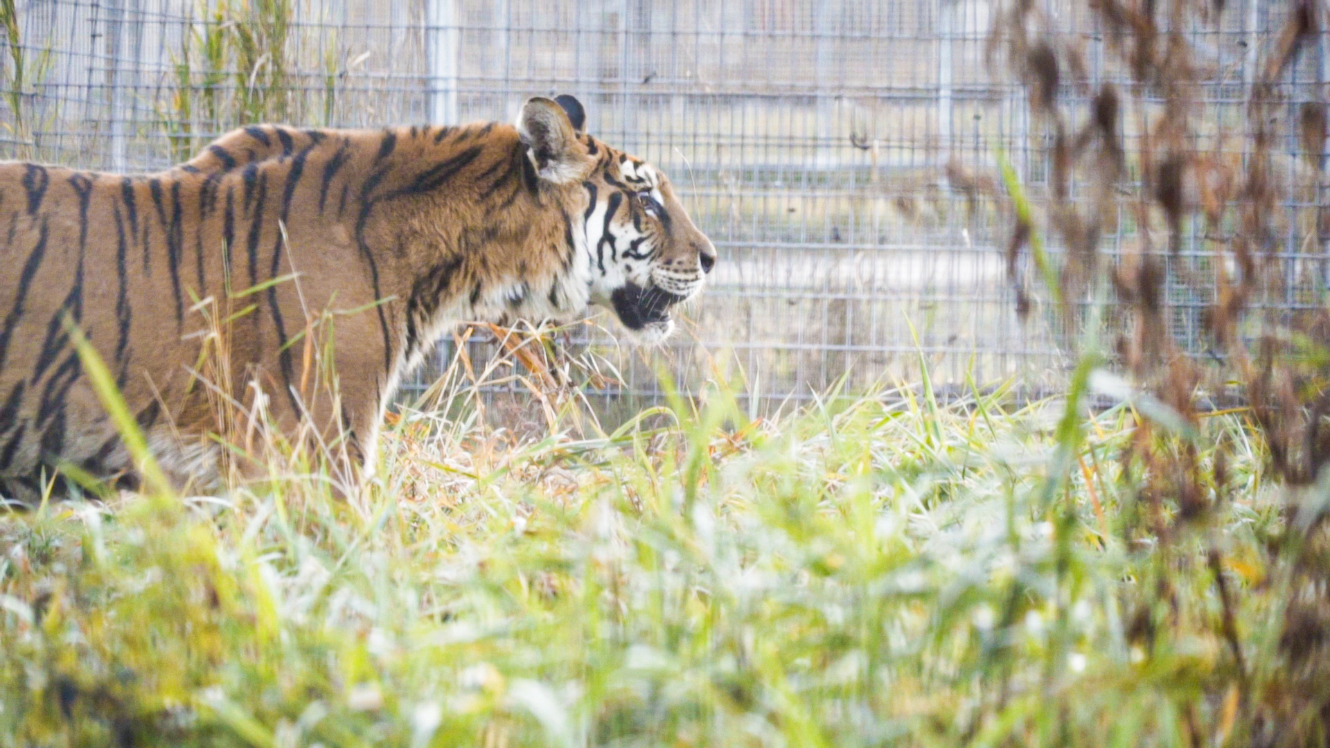 ENFOQUE ANIMAL EN USA 1 (12)