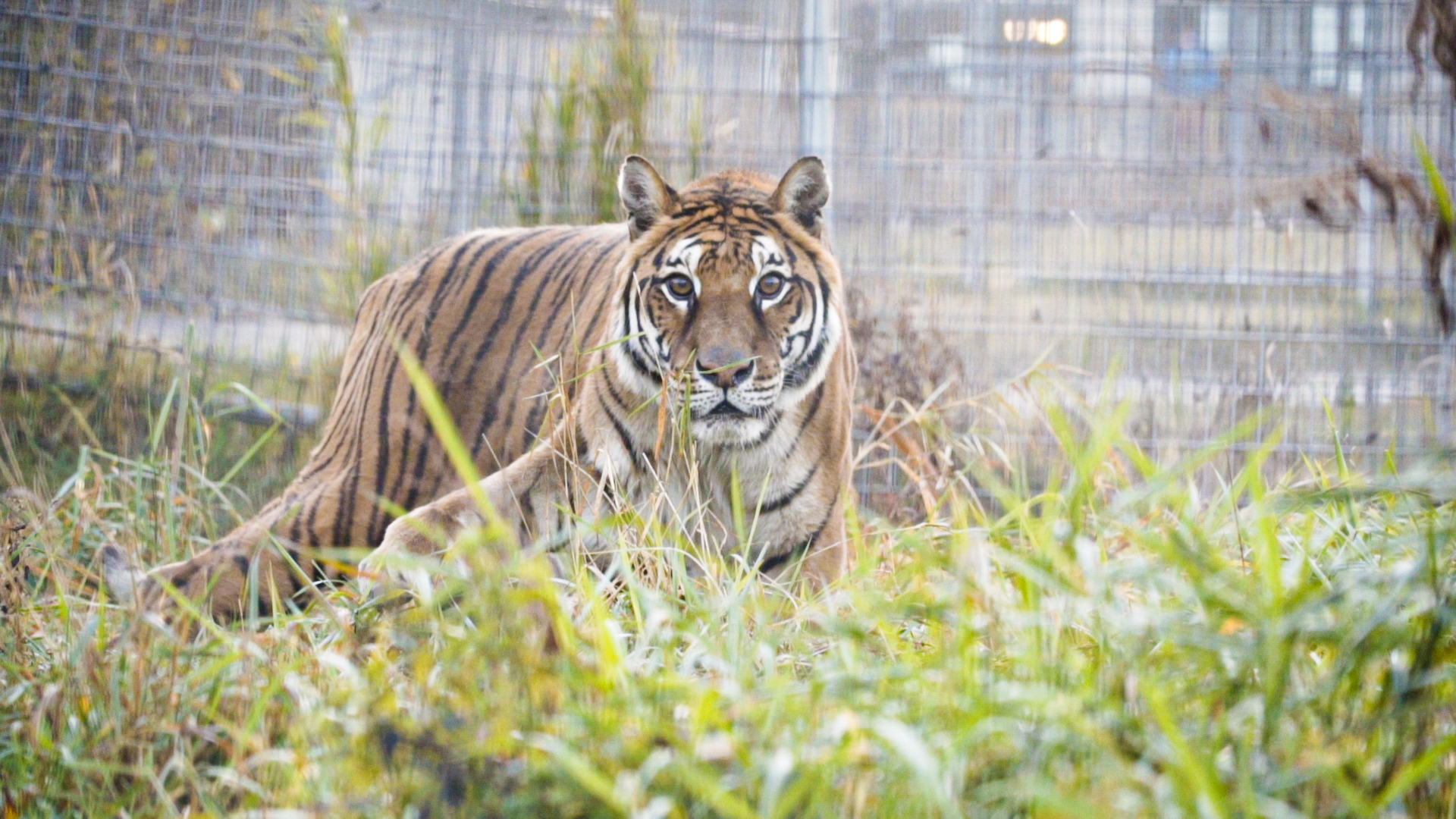 ENFOQUE ANIMAL EN USA 1 (14)