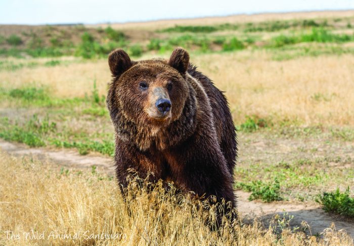 TWAS_MendozaBear1-700x487