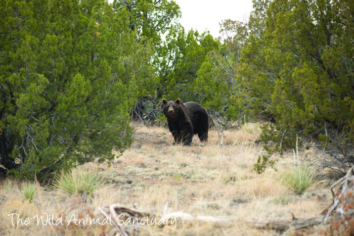 TWAS_MendozaBear11-700x467