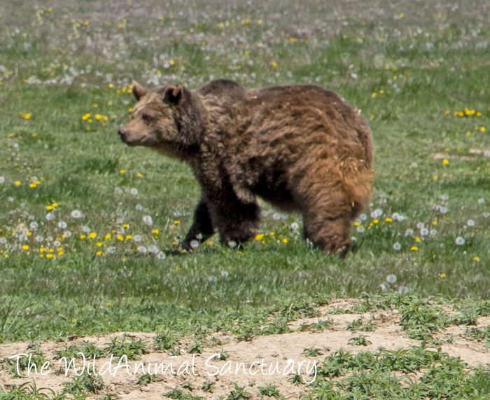 TWAS_MendozaBear4-700x571