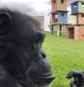 img_7980cecilia-super-close-288x300-1