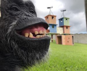 img_7982cecilia-super-close-300x244-1